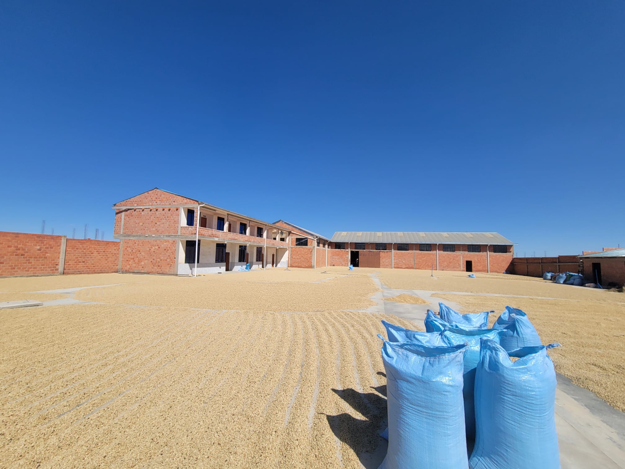 un mar de cafe EL ALTO BOL